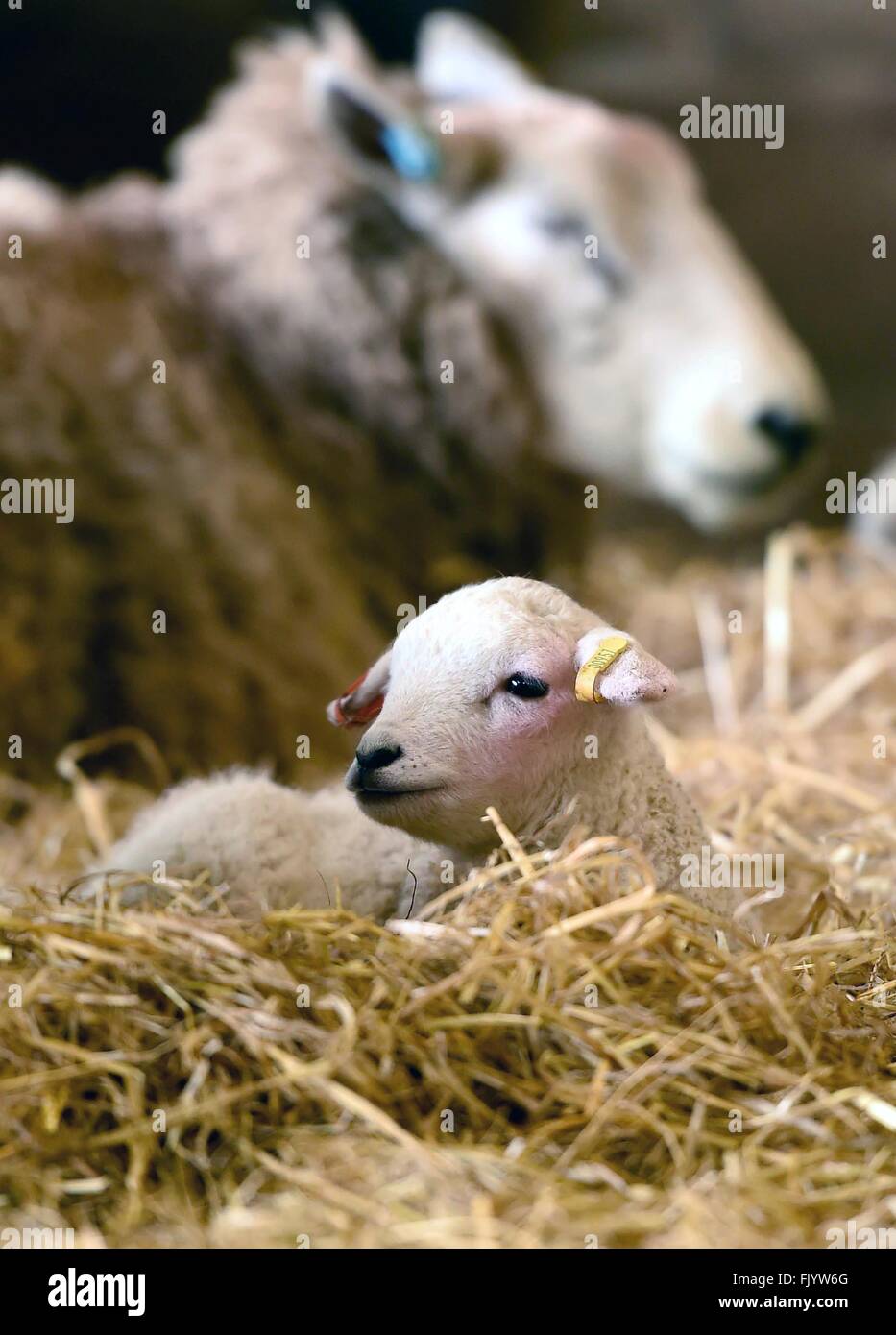 Lambs, newborn lambs, lamb Stock Photo Alamy