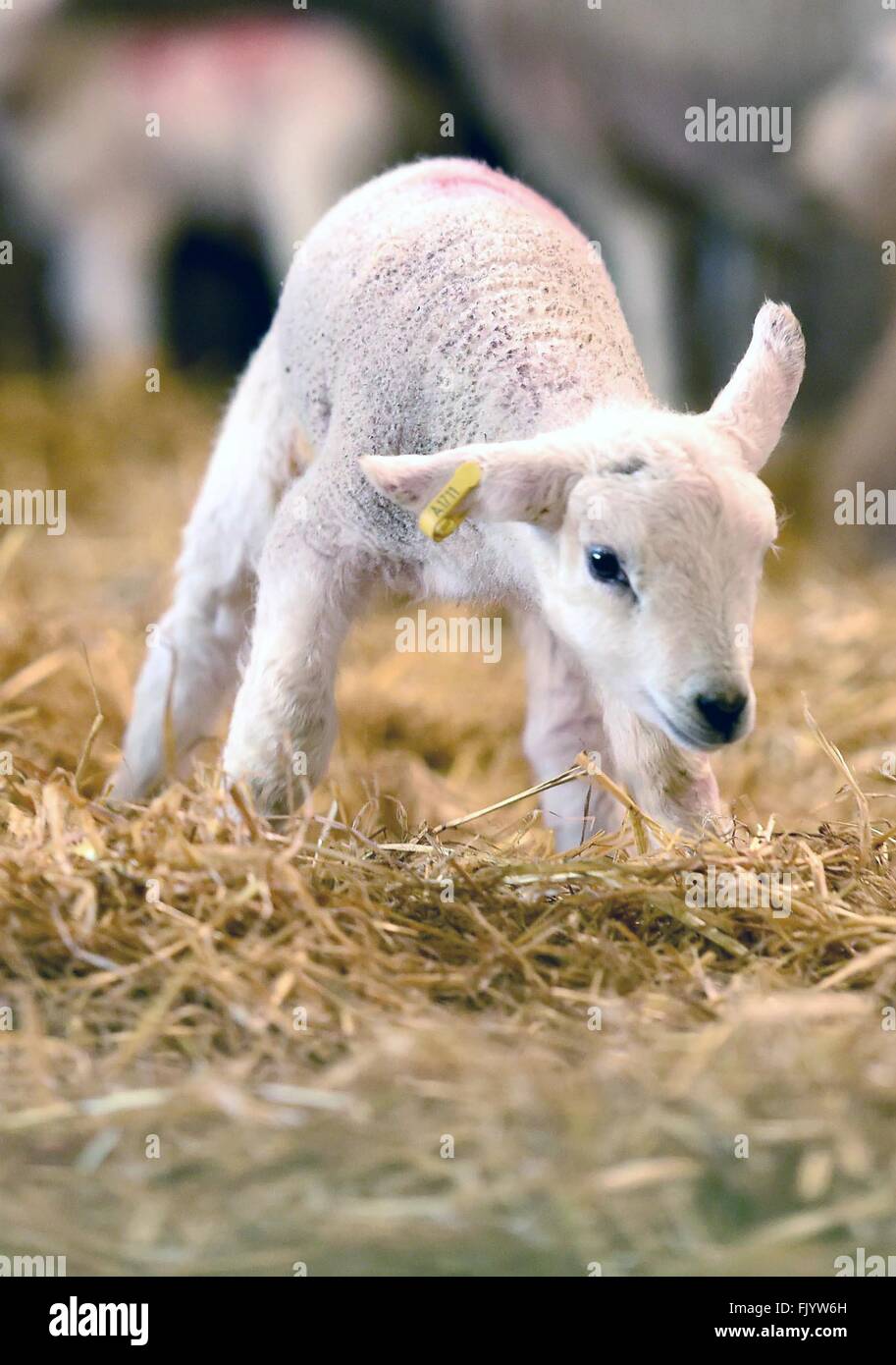 Lambs, newborn lambs, lamb Stock Photo Alamy