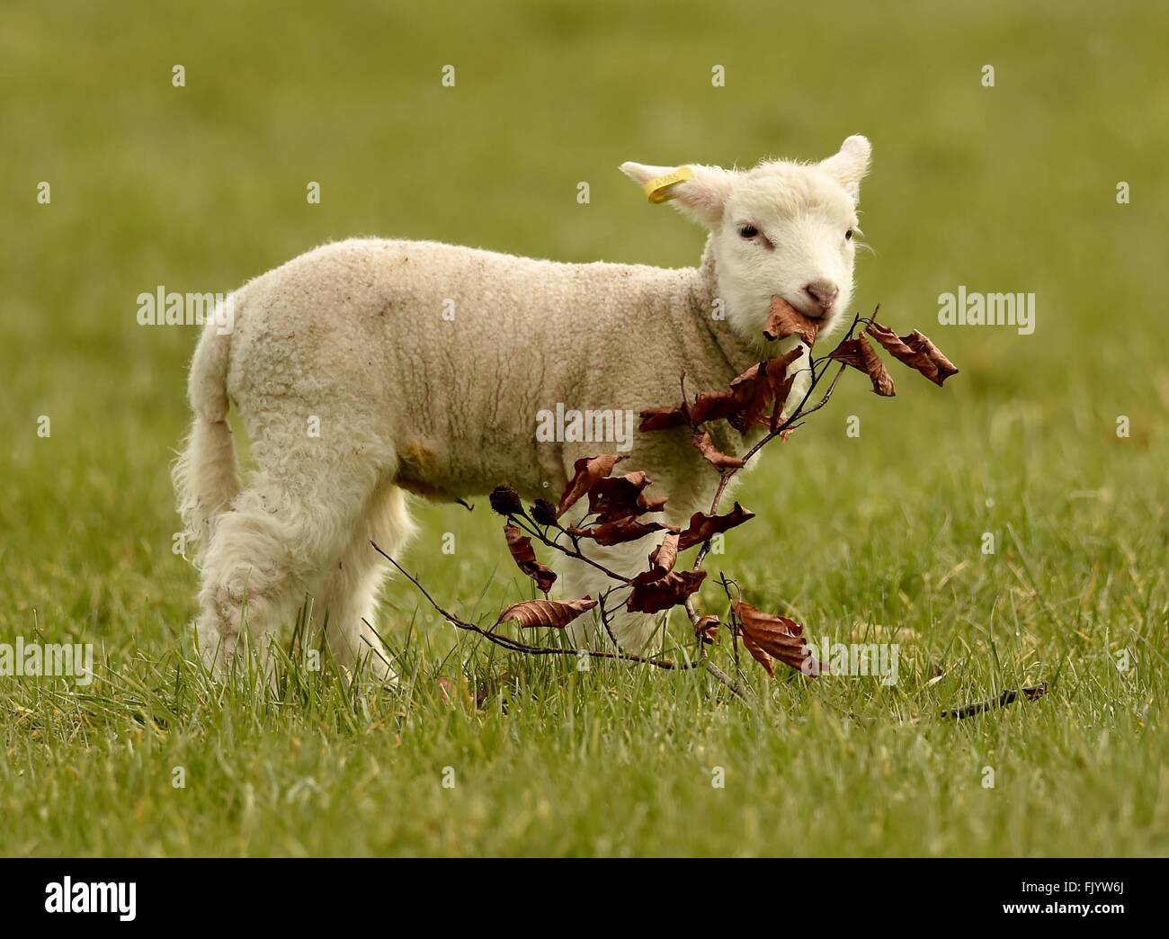 newborn lamb