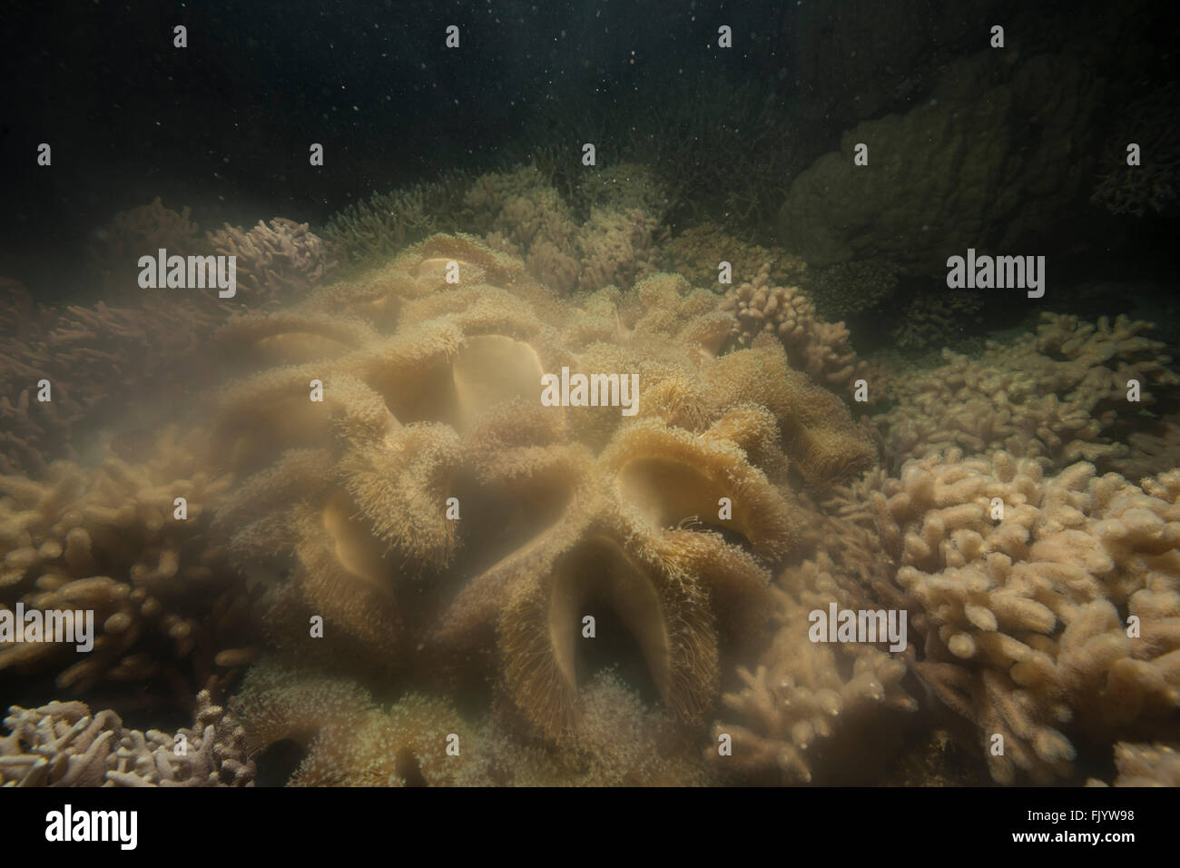 Leather coral (Sarcophyton sp.)spawning during the annual 'mass' coral spawning event, 4 to 5 days after the full moon in Novemb Stock Photo