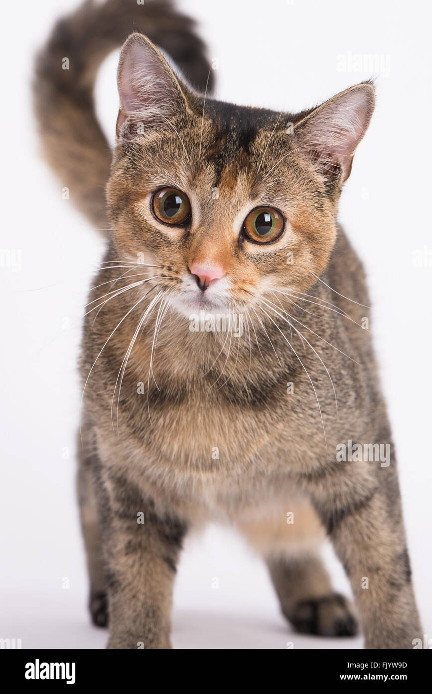Happy And Curious Calico Domestic Short Hair On Solid Background