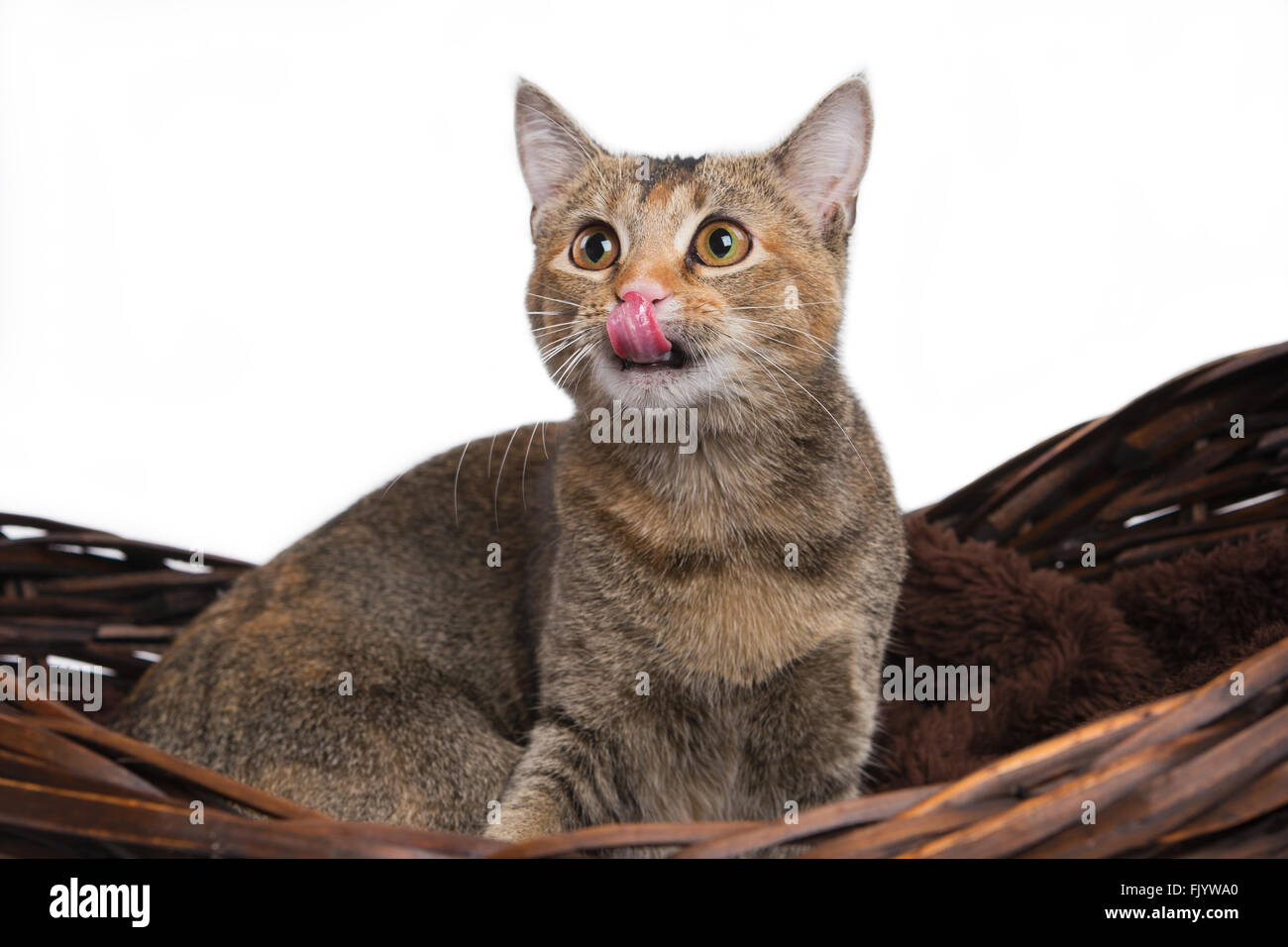 Cat Licking Lips Stock Photo Alamy