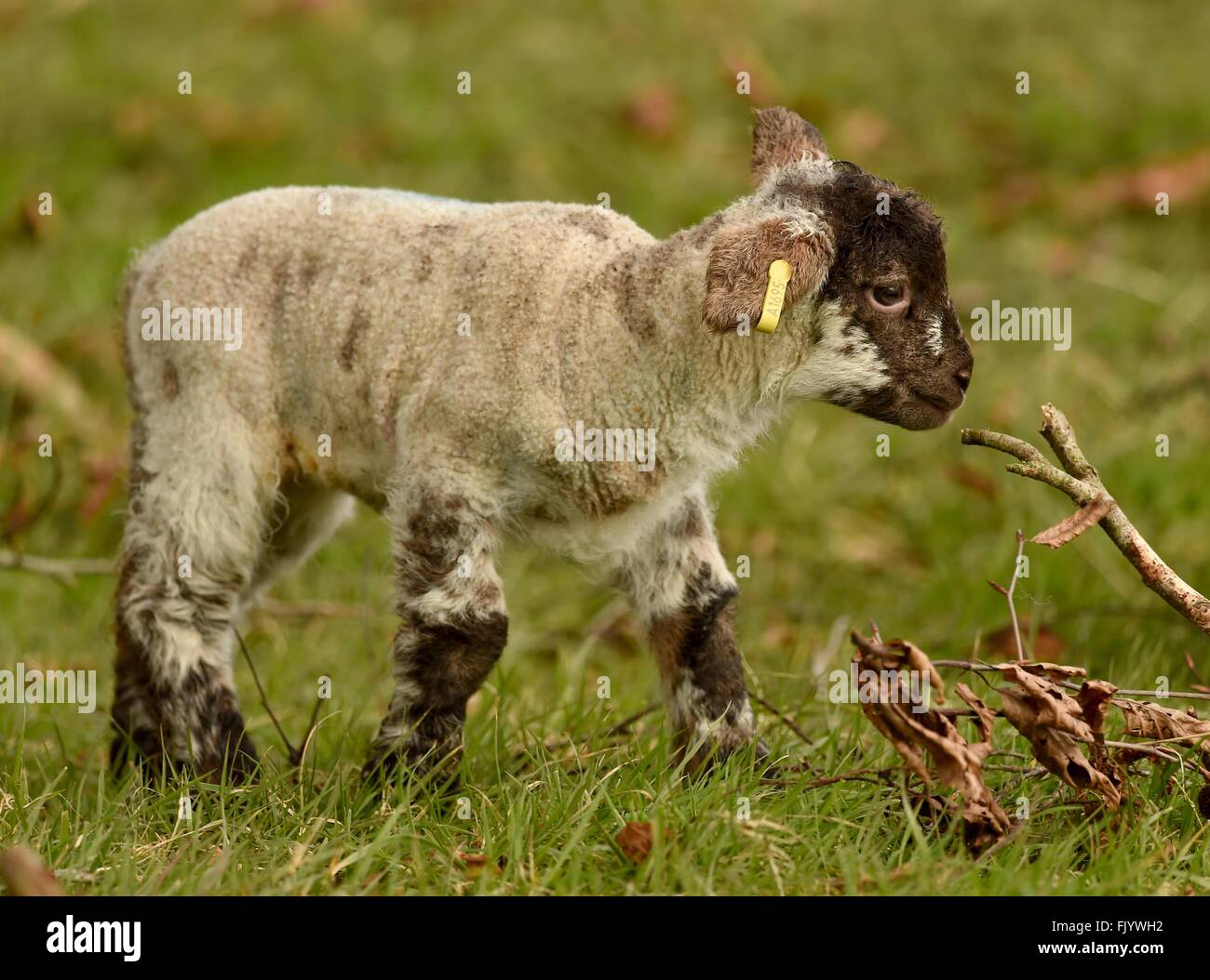 Lambs, newborn lambs, lamb Stock Photo Alamy