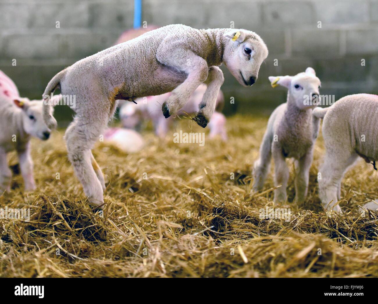 Lambs, newborn lambs, lamb Stock Photo Alamy