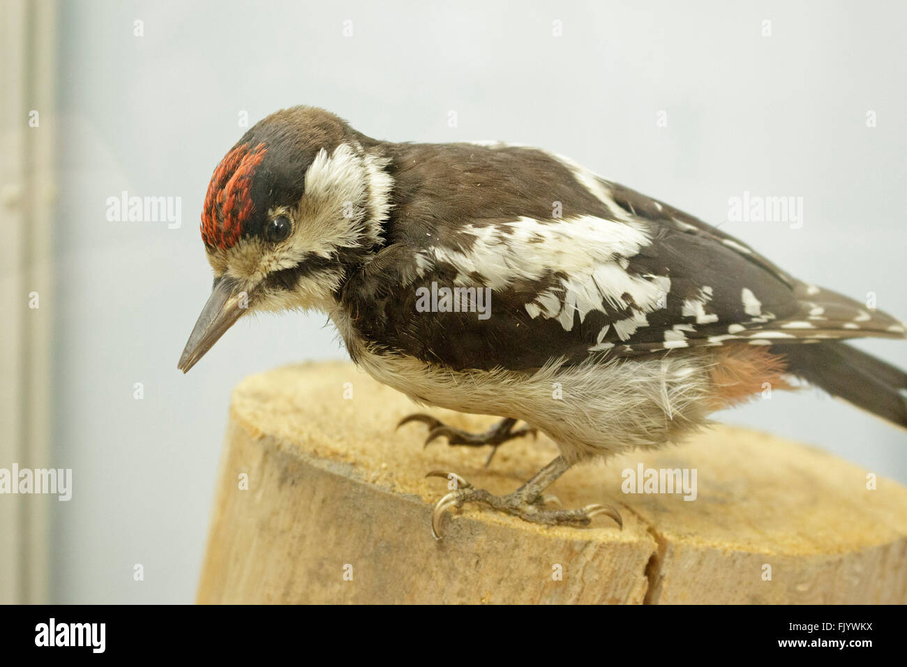 padded spotted woodpecker, Darss Museum, Prerow, Darss, Mecklenburg-West Pomerania, Germany Stock Photo