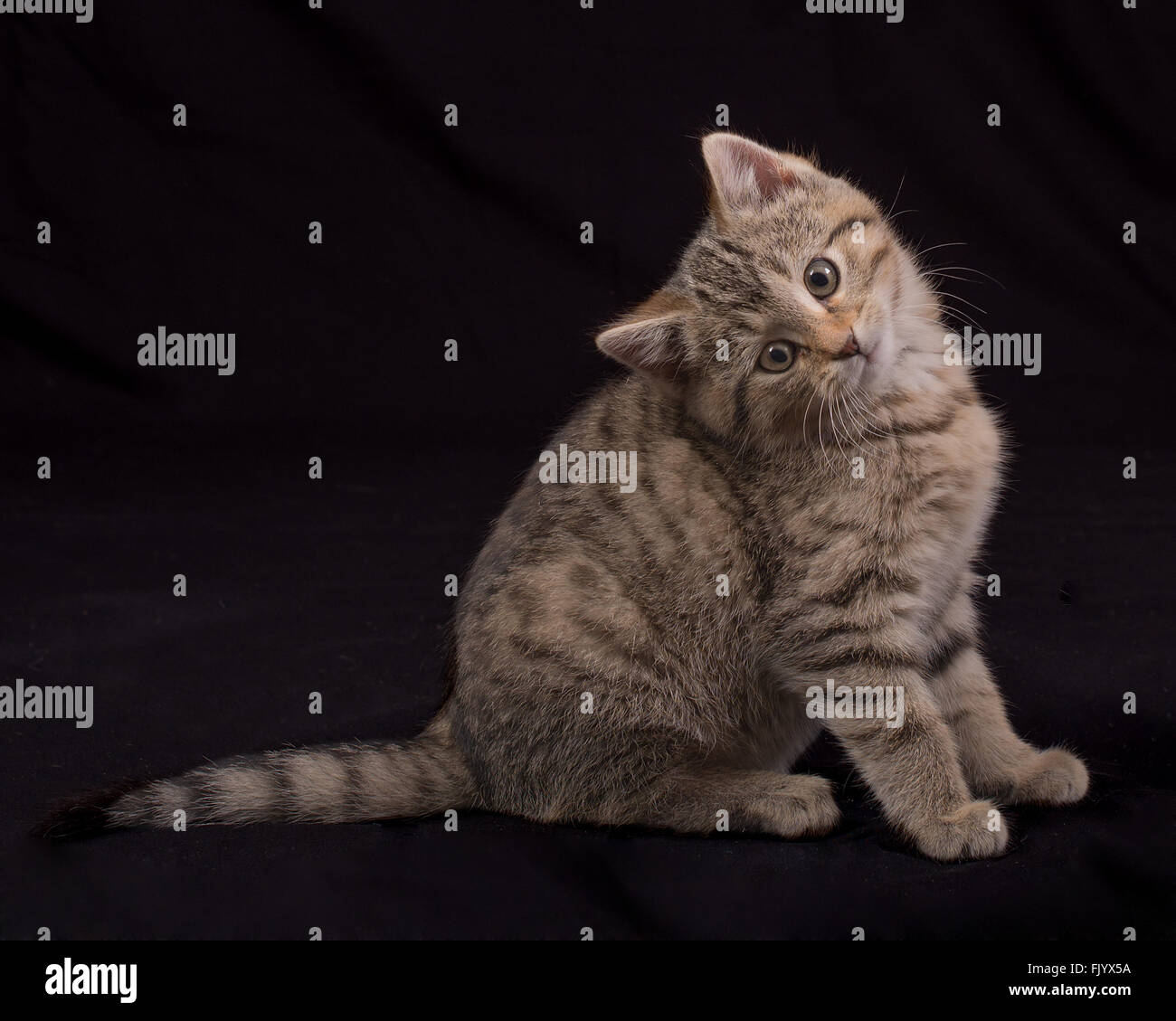 Cute Kitten Tilting It's Head Stock Photo Alamy