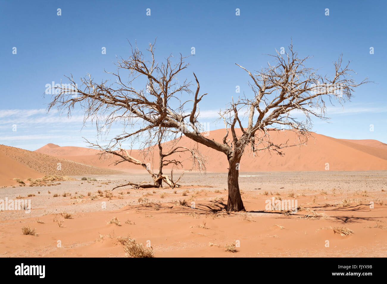 dead trees against red dunes in Sossusvlei, Namibia Stock Photo