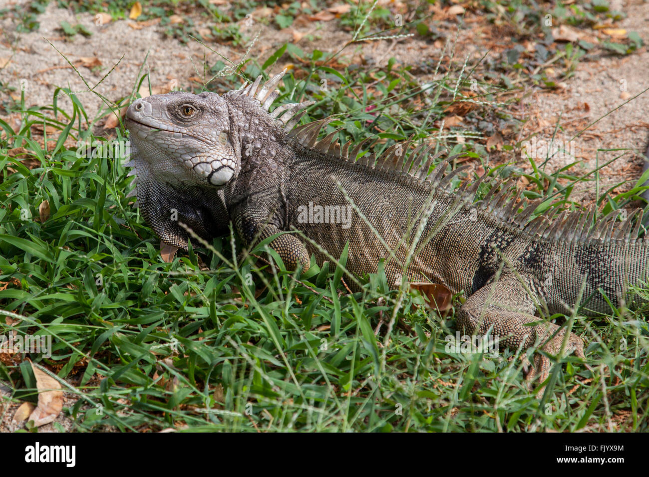 Iquana lizard Stock Photo