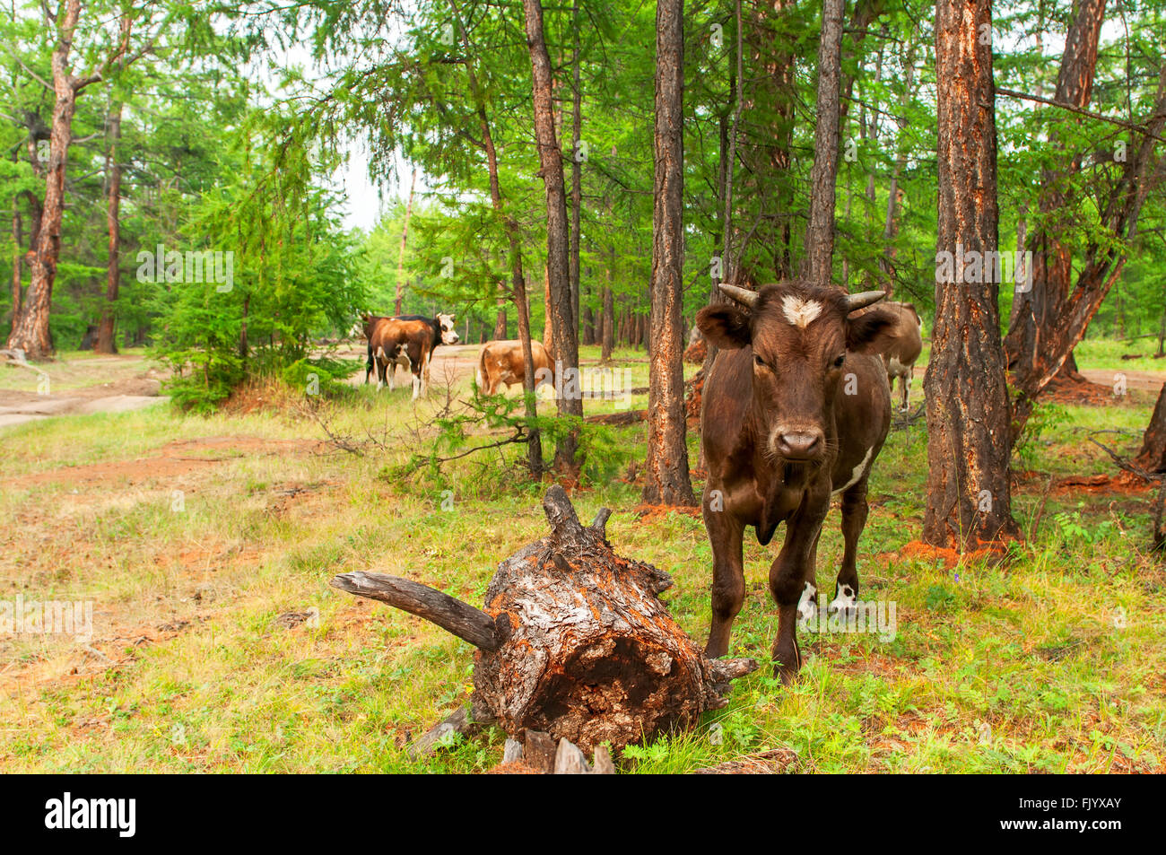 Using Trees With Cows Pine tree cows hi-res stock photography and images - Alamy
