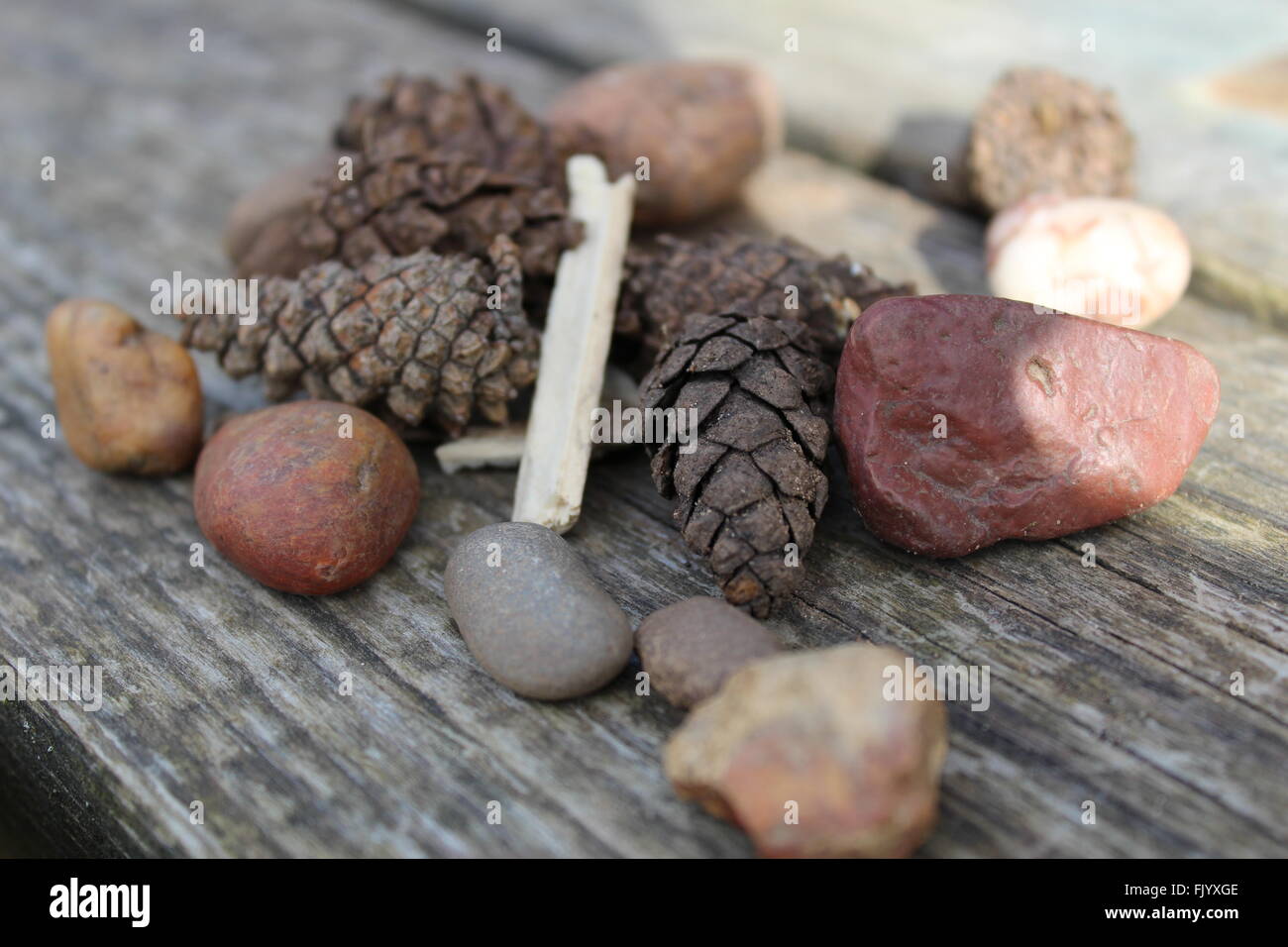 Cones on the bench hi-res stock photography and images - Alamy