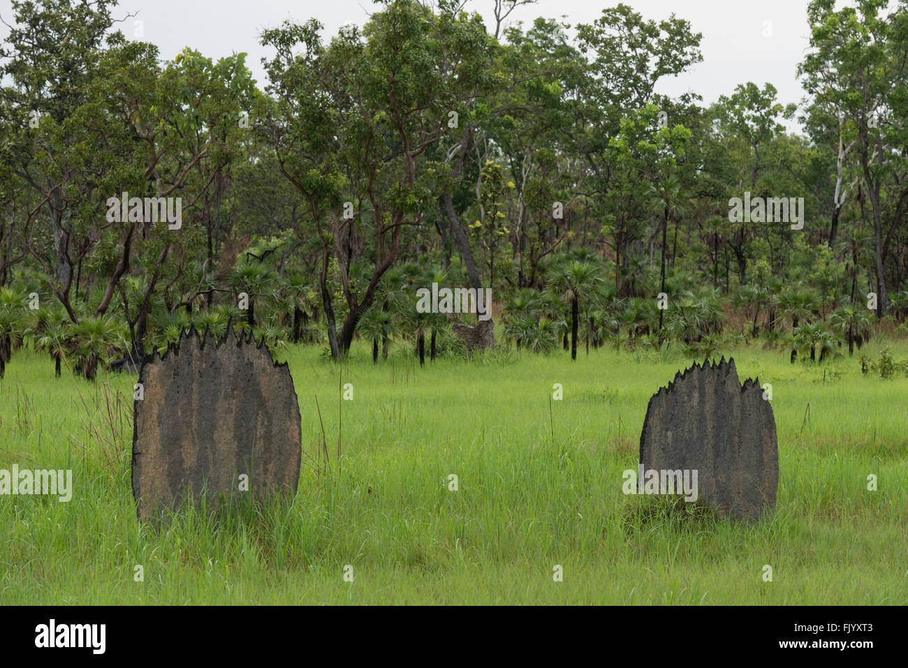 Magnetic Termite Mounds after the rain in Litchfield National Park. The compass termite (Amitermes meridionalis and A. laurensis Stock Photo