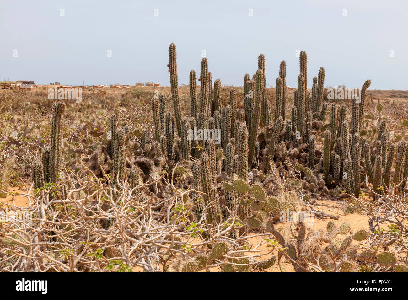 Cactus wilderness, La Guajira Colombia Stock Photo
