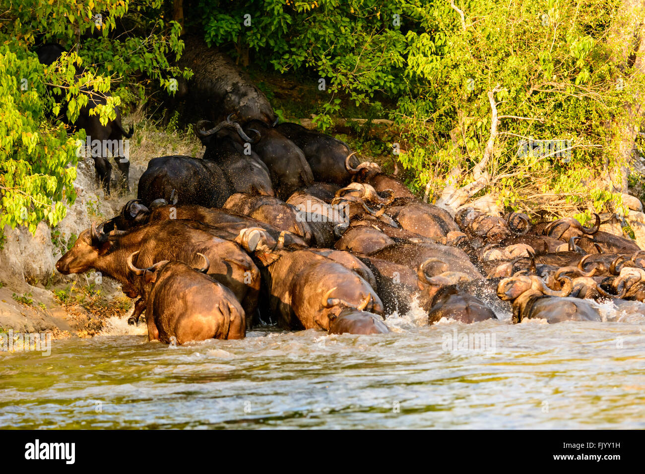 herd of Buffalo rushing to get out of the water Stock Photo