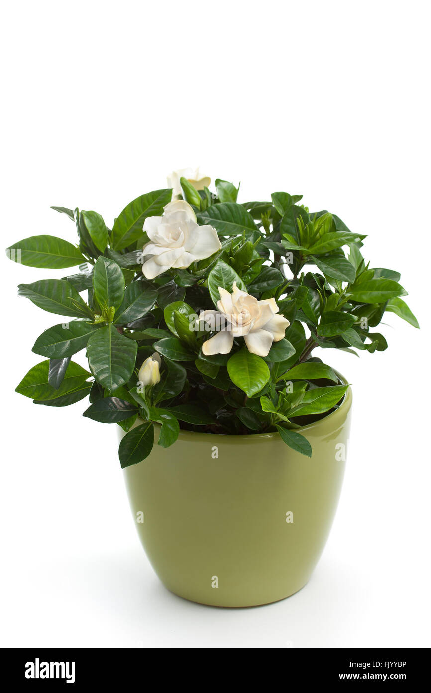 Gardenia (Gardenia jasminoides) in Flower Pot Stock Photo