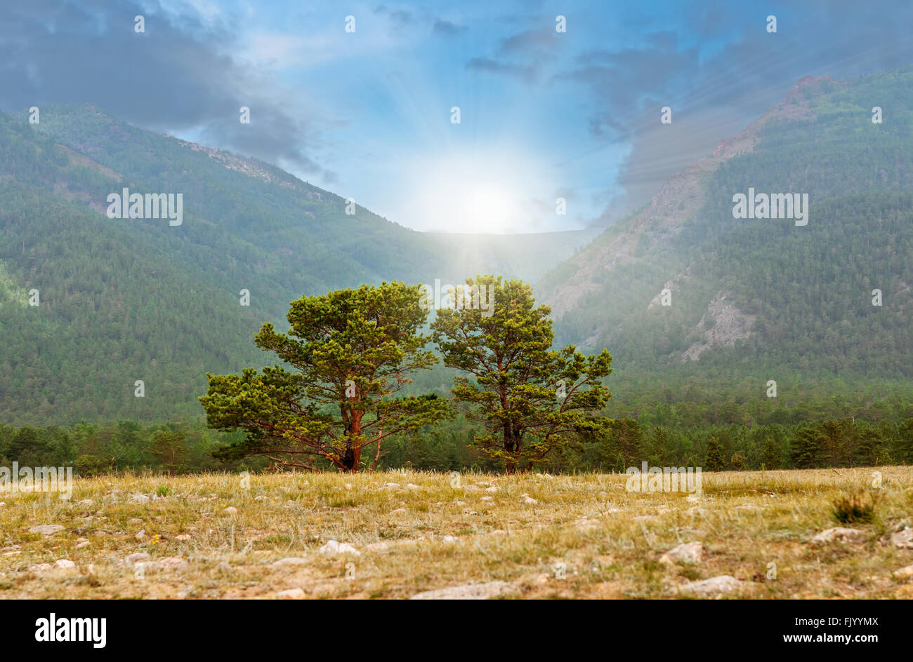 Two  siberian pine in the field  with forest background Stock Photo