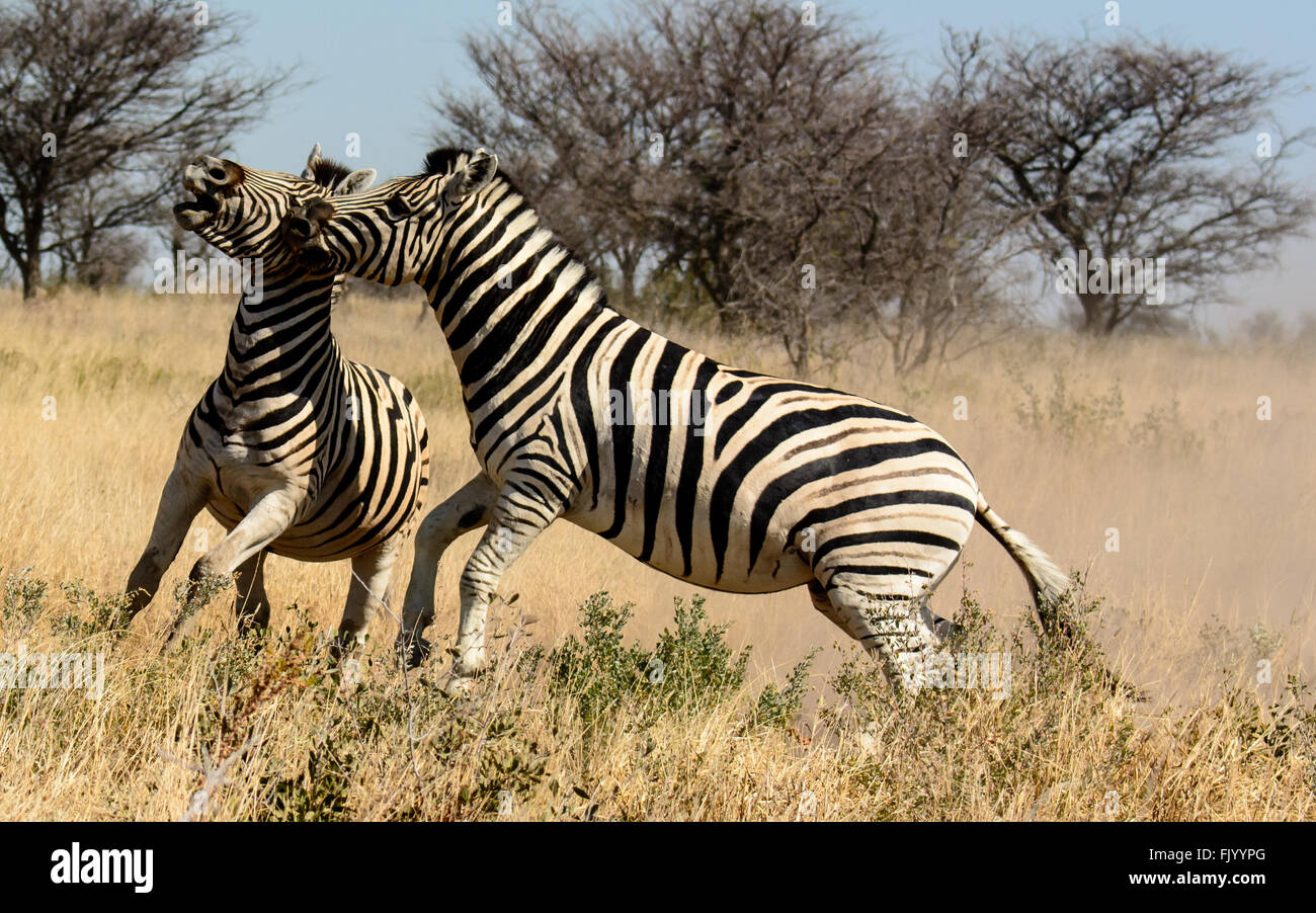 Zebra chasing each other Stock Photo