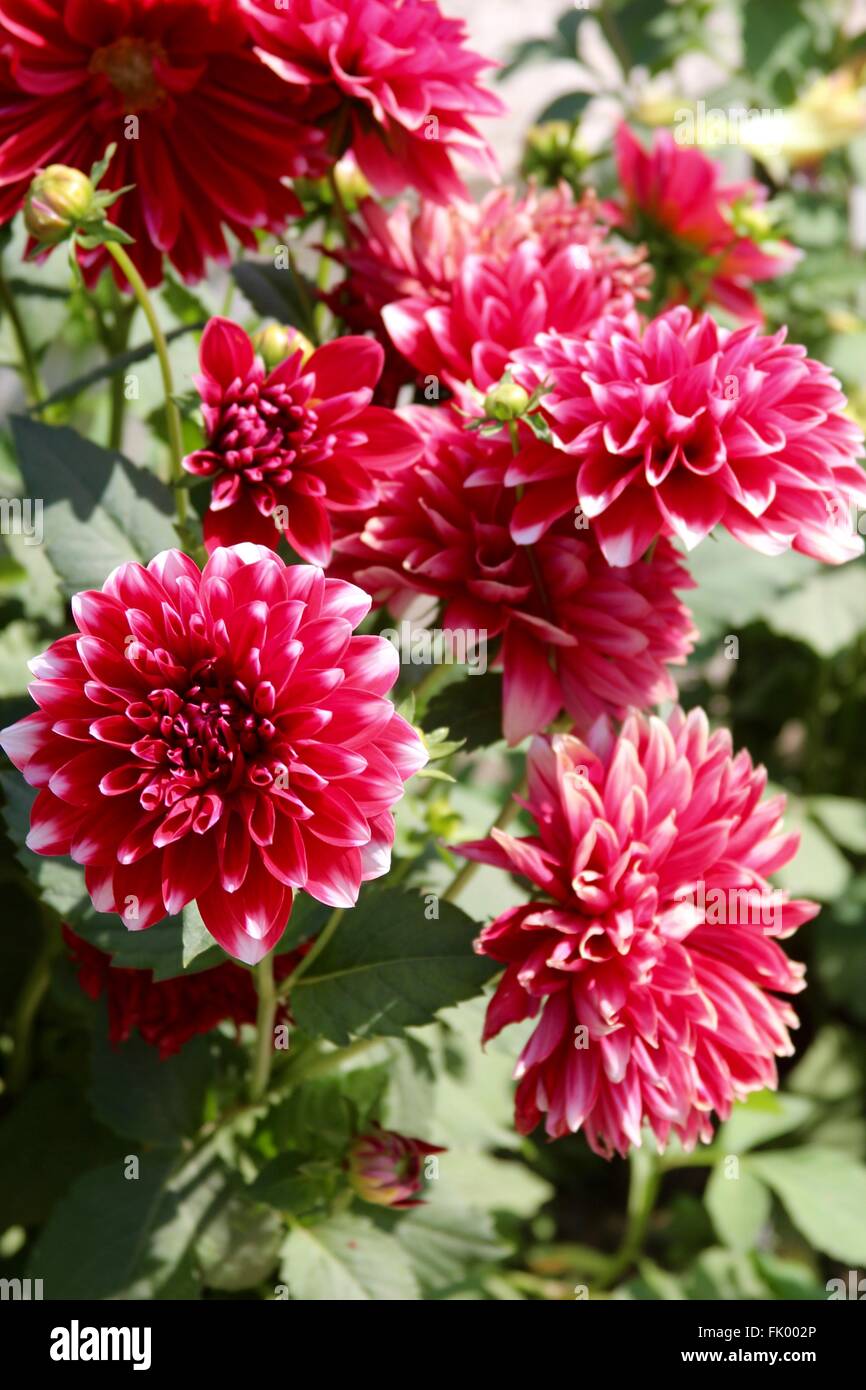 Dahlia red white hires stock photography and images Alamy