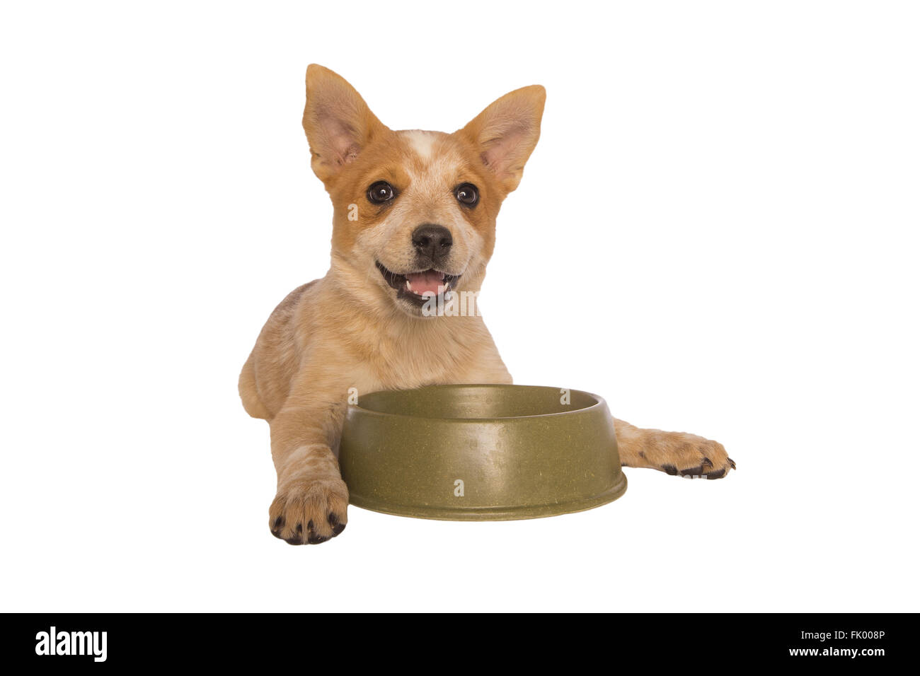 Happy Australian cattle dog puppy with green food dish isolated on white Stock Photo