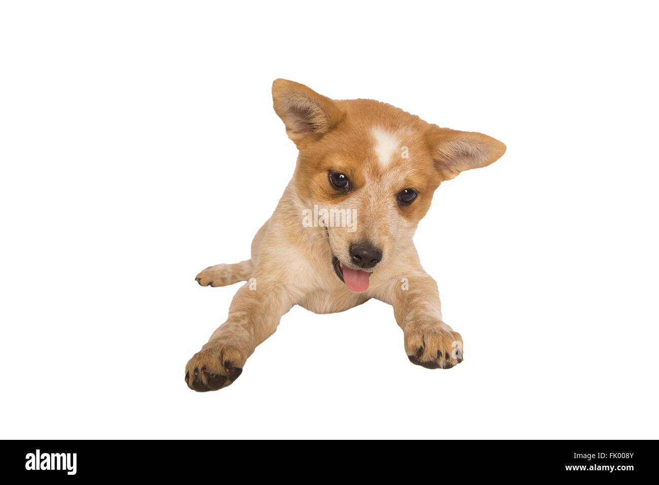 Playful Australian cattle dog pup lying down isolated on white background Stock Photo