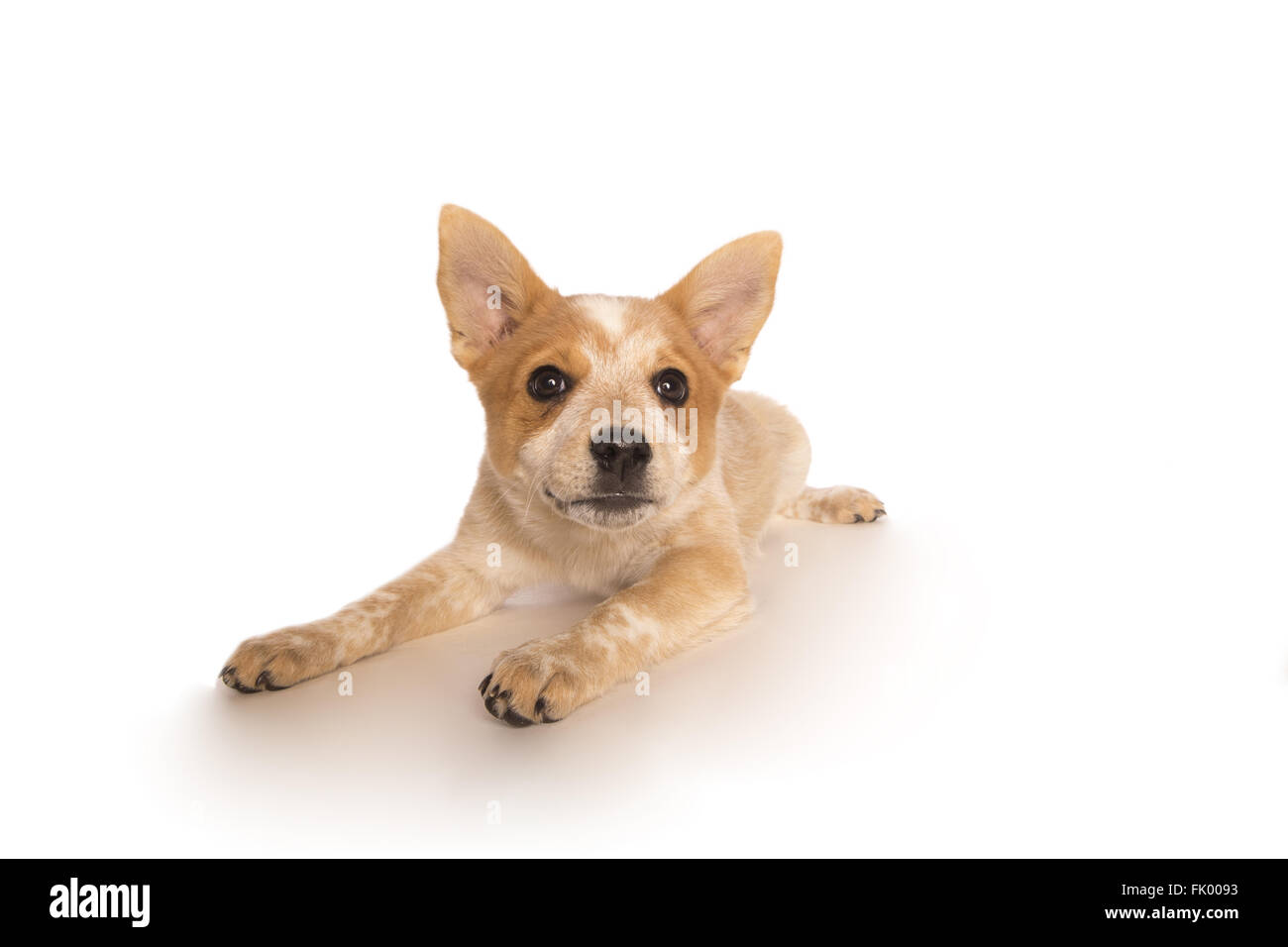 Playful Australian cattle dog pup lying down isolated on white backgroun Stock Photo