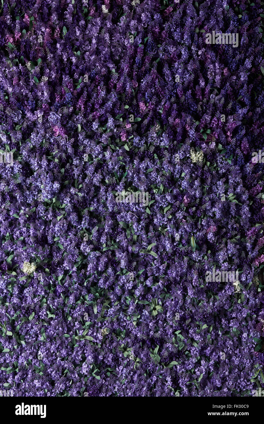 Wall of lavender flowers , artificial flowers , volumetric light , general views , live background, good texture Stock Photo
