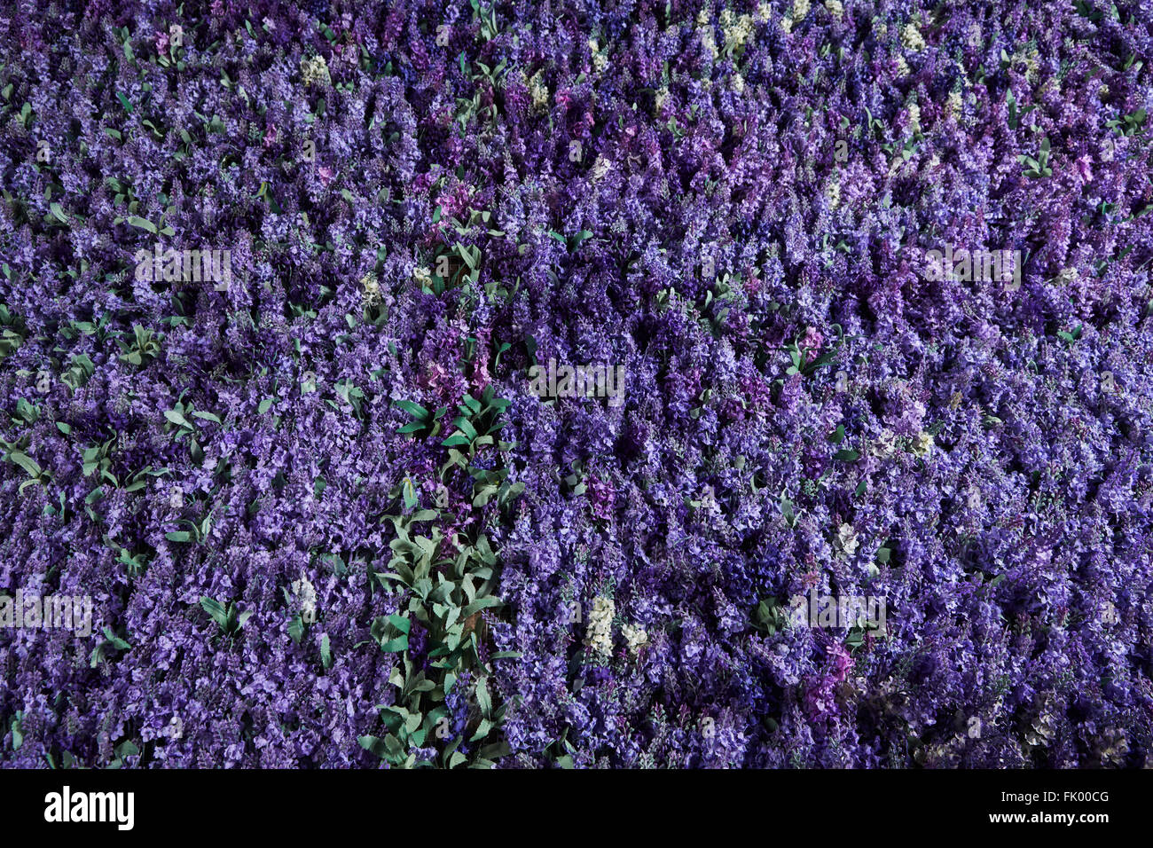 Wall of lavender flowers , artificial flowers , volumetric light , general views , live background, good texture Stock Photo