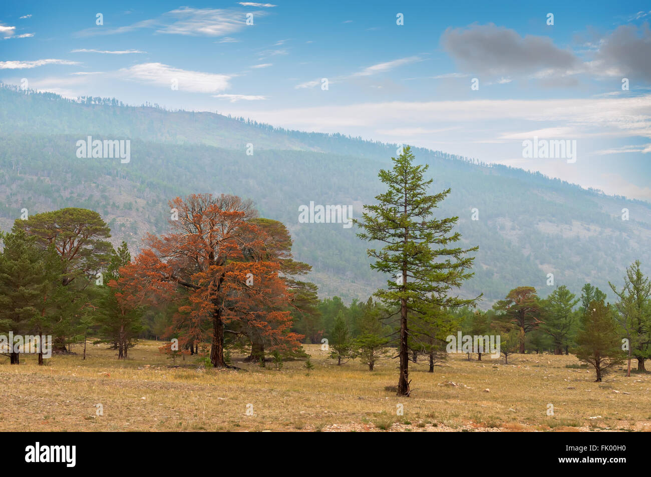 Red colored   siberian pine in forest Stock Photo