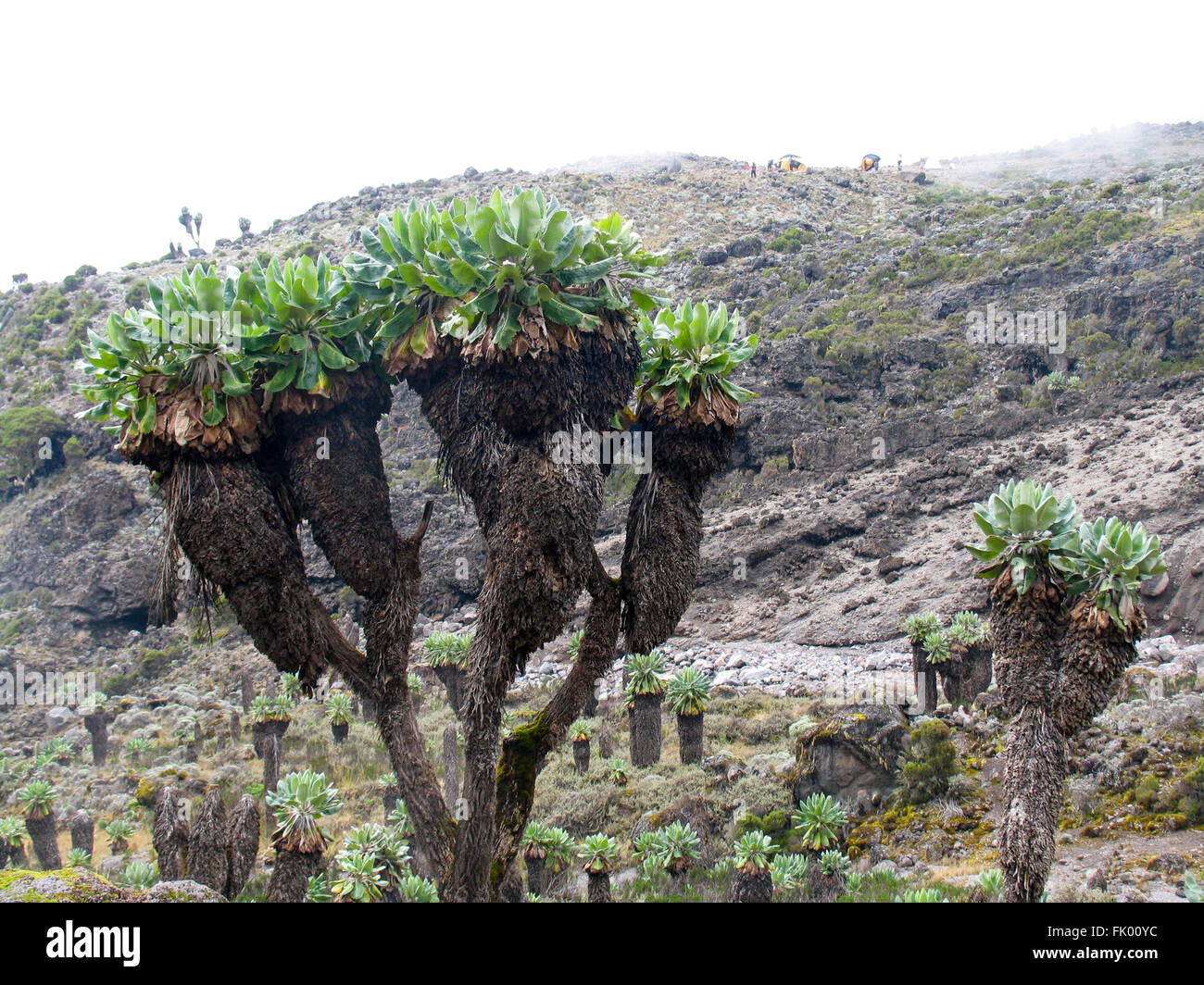 Dendrosenecio kilimanjari, or more commonly Giant grounsels on the slopes of Mount Kilimanjaro. Stock Photo