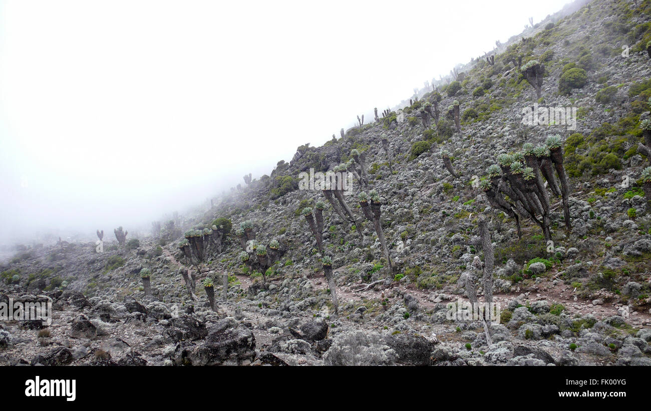 Dendrosenecio kilimanjari, or more commonly giant grounsels on the slopes of Mount Kilimanjaro. Stock Photo
