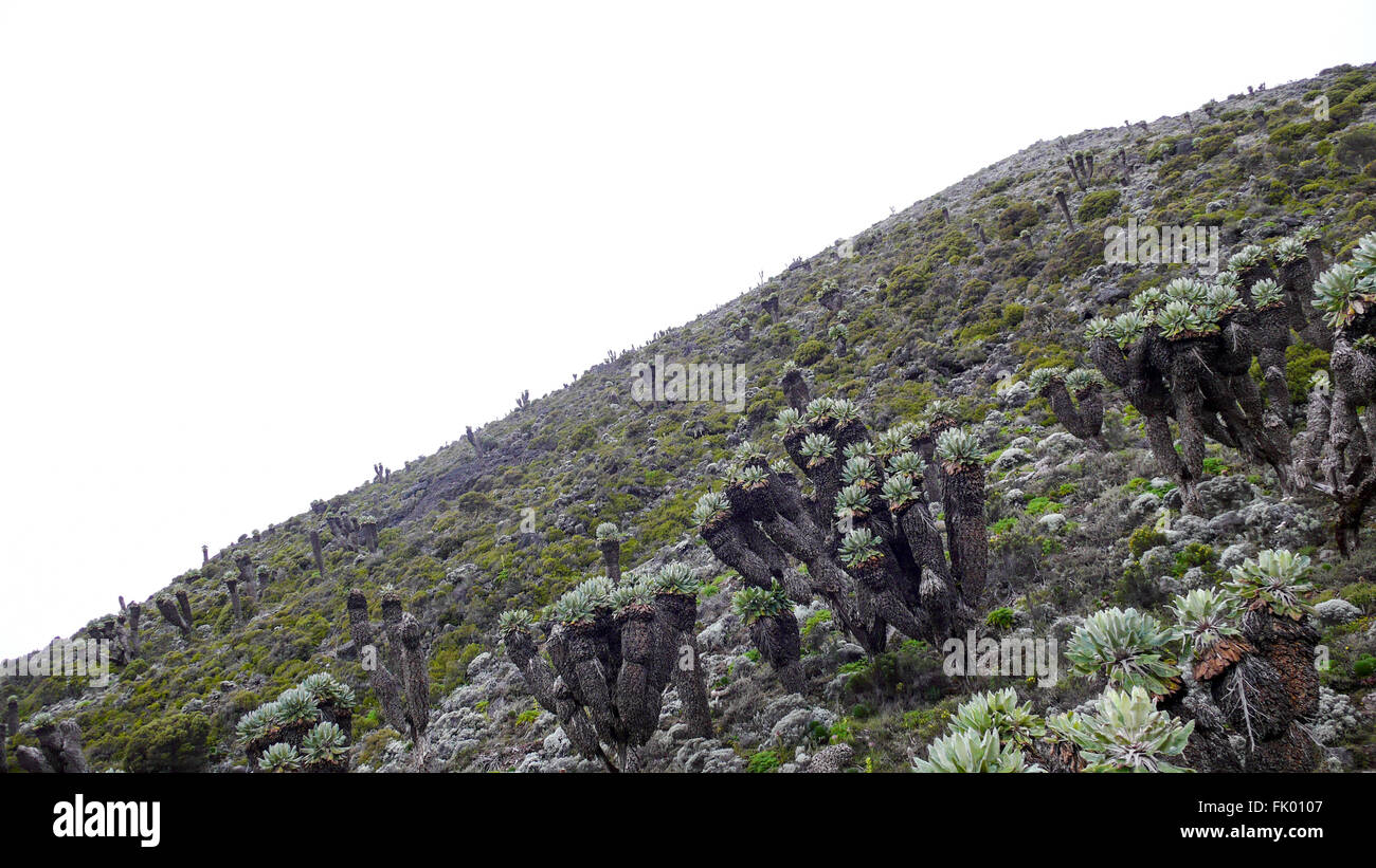 Dendrosenecio kilimanjari, or more commonly giant grounsels on the slopes of Mount Kilimanjaro. Stock Photo