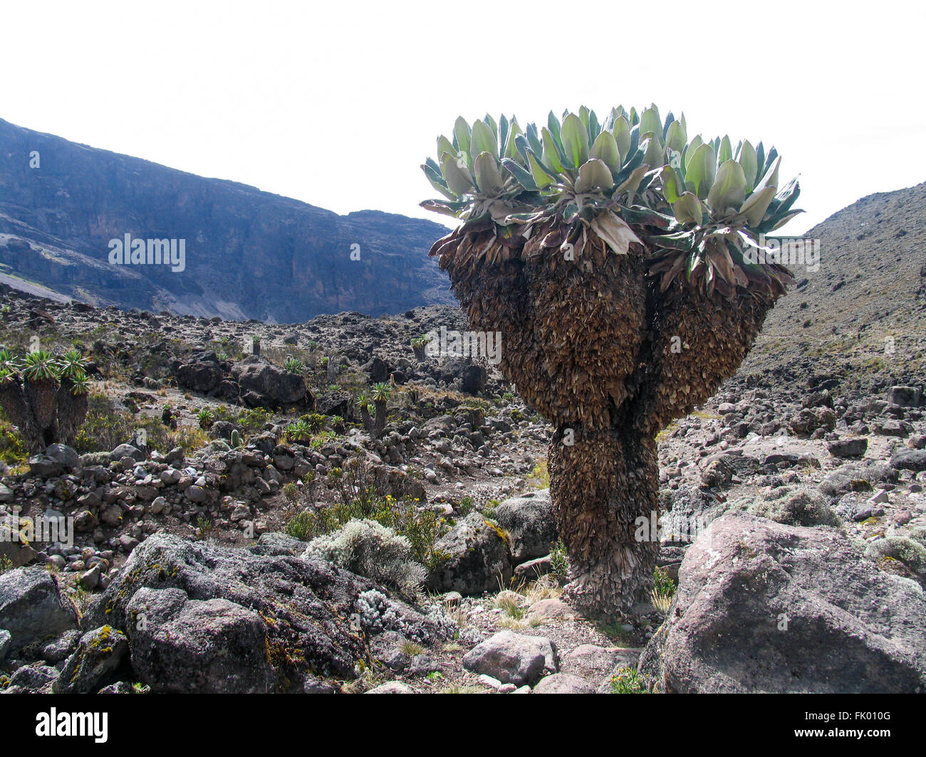 Dendrosenecio kilimanjari, or more commonly giant grounsels amongst lava boulders on the slopes of Mount Kilimanjaro. Stock Photo