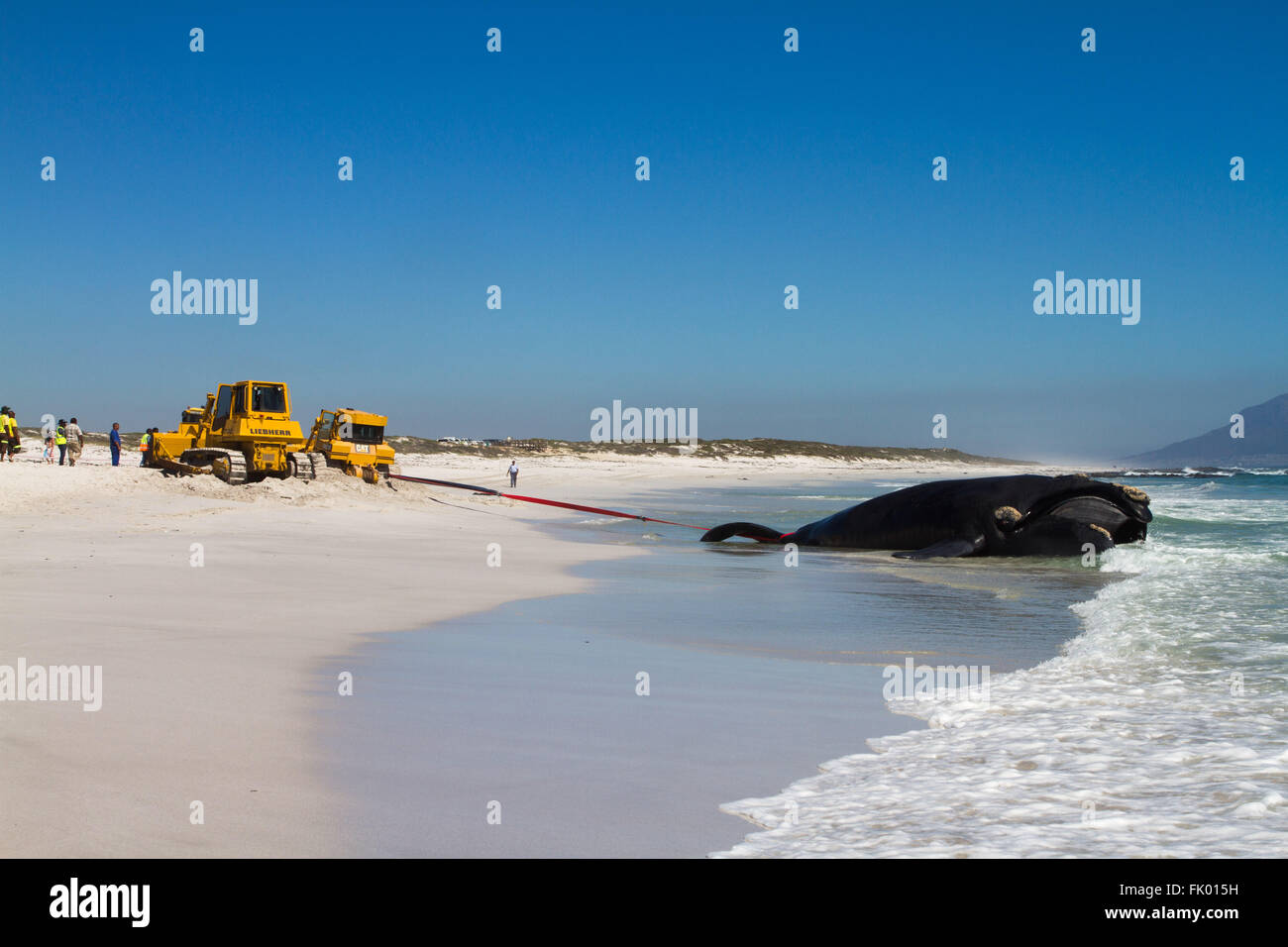 Two bulldozers battle to remove a dead whale that washed up on a Cape Town beach after it was hit by a container ship. Stock Photo