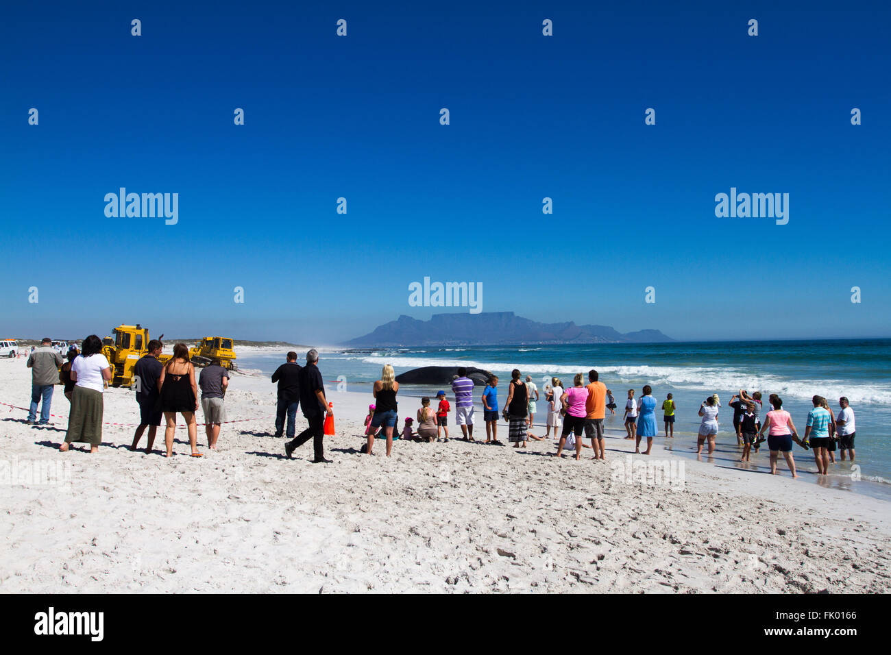 Spectators watch as construction machinery are used to remove a dead whale that washed up on a beach in Cape Town. Stock Photo