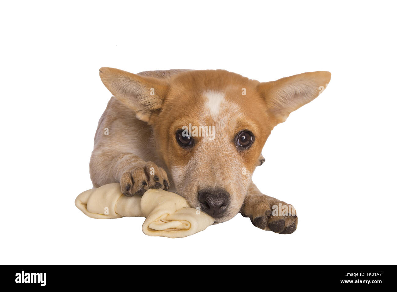 Australian cattle dog pup with rawhide bone isolated on white Stock Photo