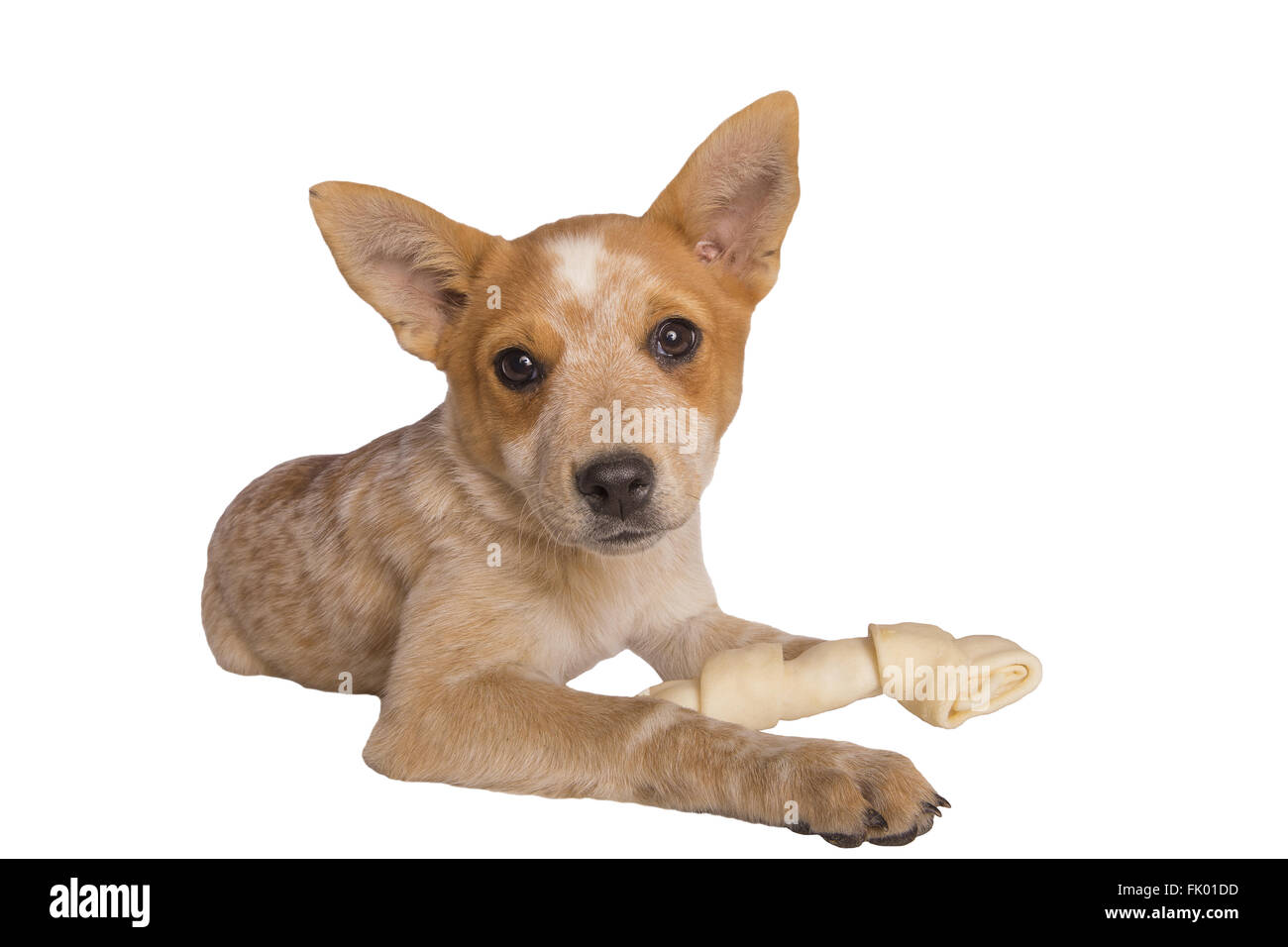Autralian cattle dog pup with rawhide bone isolated on white Stock Photo