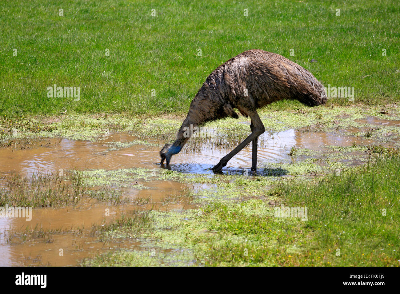 Emu,adult at water, South Australia, Australia / (Dromaius novaehollandiae) Stock Photo