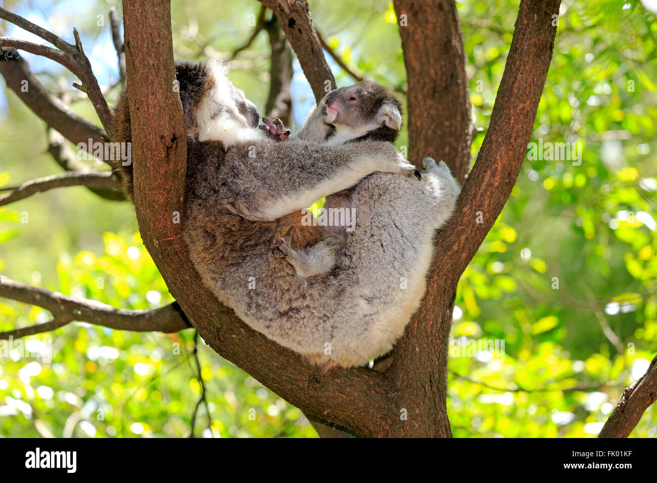 Koala, female with young, Victoria, Australia / (Phascolarctos cinereus) Stock Photo