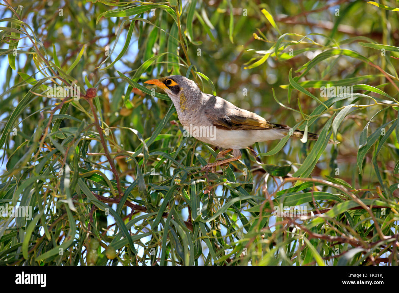 Black-eared Miner, adult on tree, South Australia, Australia / (Manorina melanotis) Stock Photo