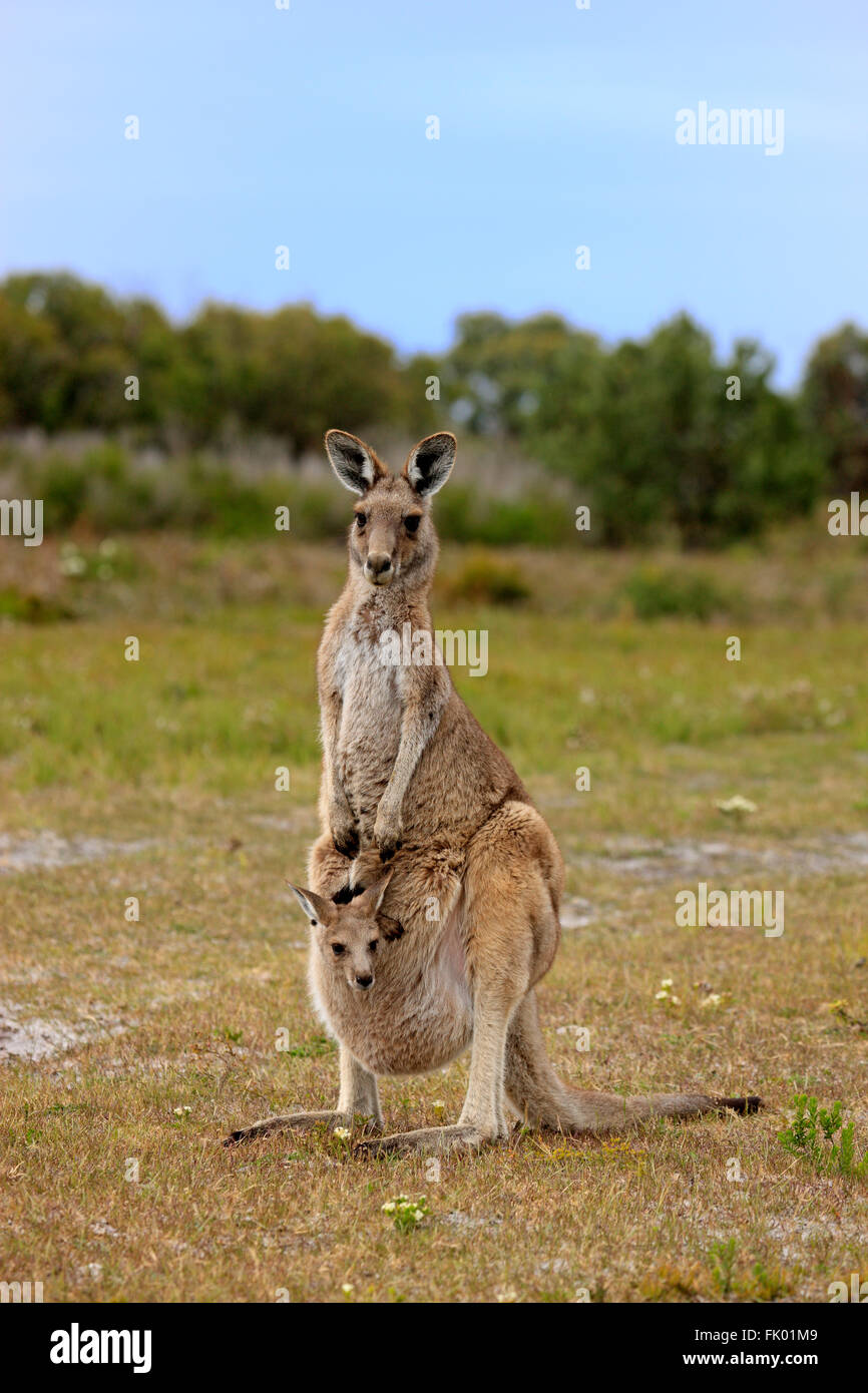 Eastern Grey Kangaroo, female with joey in pouch, Wilson Promontory Nationalpark, Victoria, Australia / (Macropus giganteus) Stock Photo