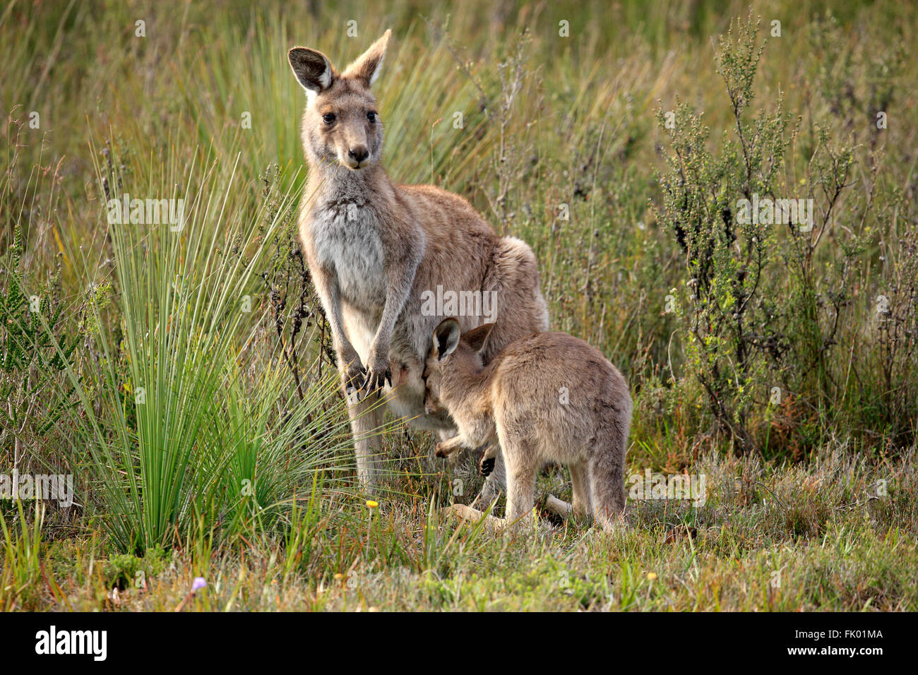 Eastern Grey Kangaroo, female with young, Wilson Promontory Nationalpark, Victoria, Australia / (Macropus giganteus) Stock Photo