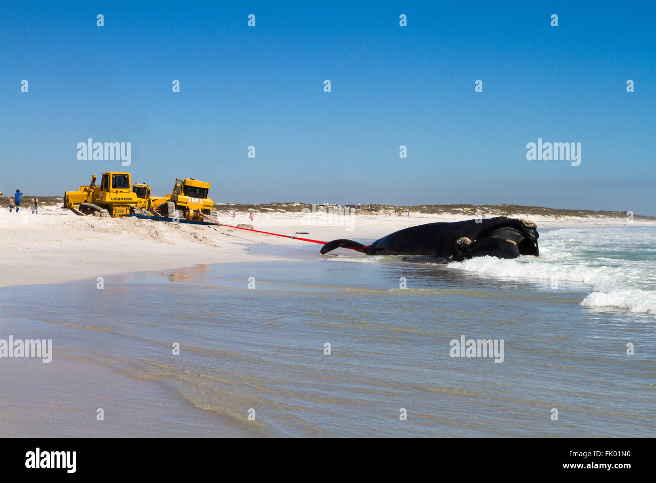 Two bulldozers battle to remove a dead whale that washed up on a Cape Town beach after it was hit by a container ship. Stock Photo