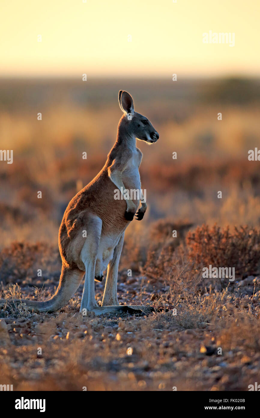 Red Kangaroo, adult male alert, Sturt Nationalpark, New South Wales, Australia / (Macropus rufus) Stock Photo