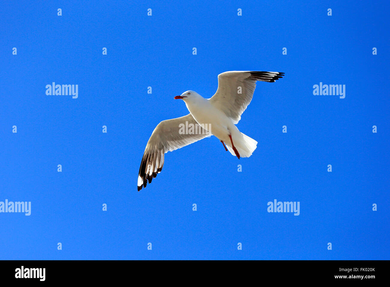 Silver Gull, flying, West Lakes Shore, South Australia, Australia / (Larus novaehollandiae) Stock Photo