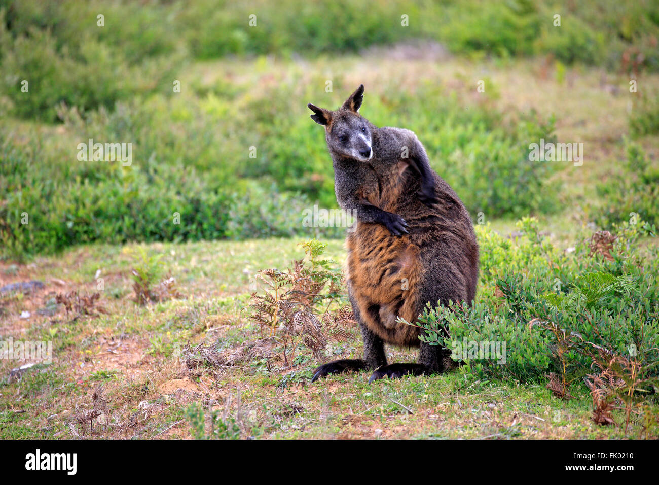 Swamp Wallaby, adult, Wilson Promontory Nationalpark, Victoria, Australia / (Wallabia bicolor) Stock Photo