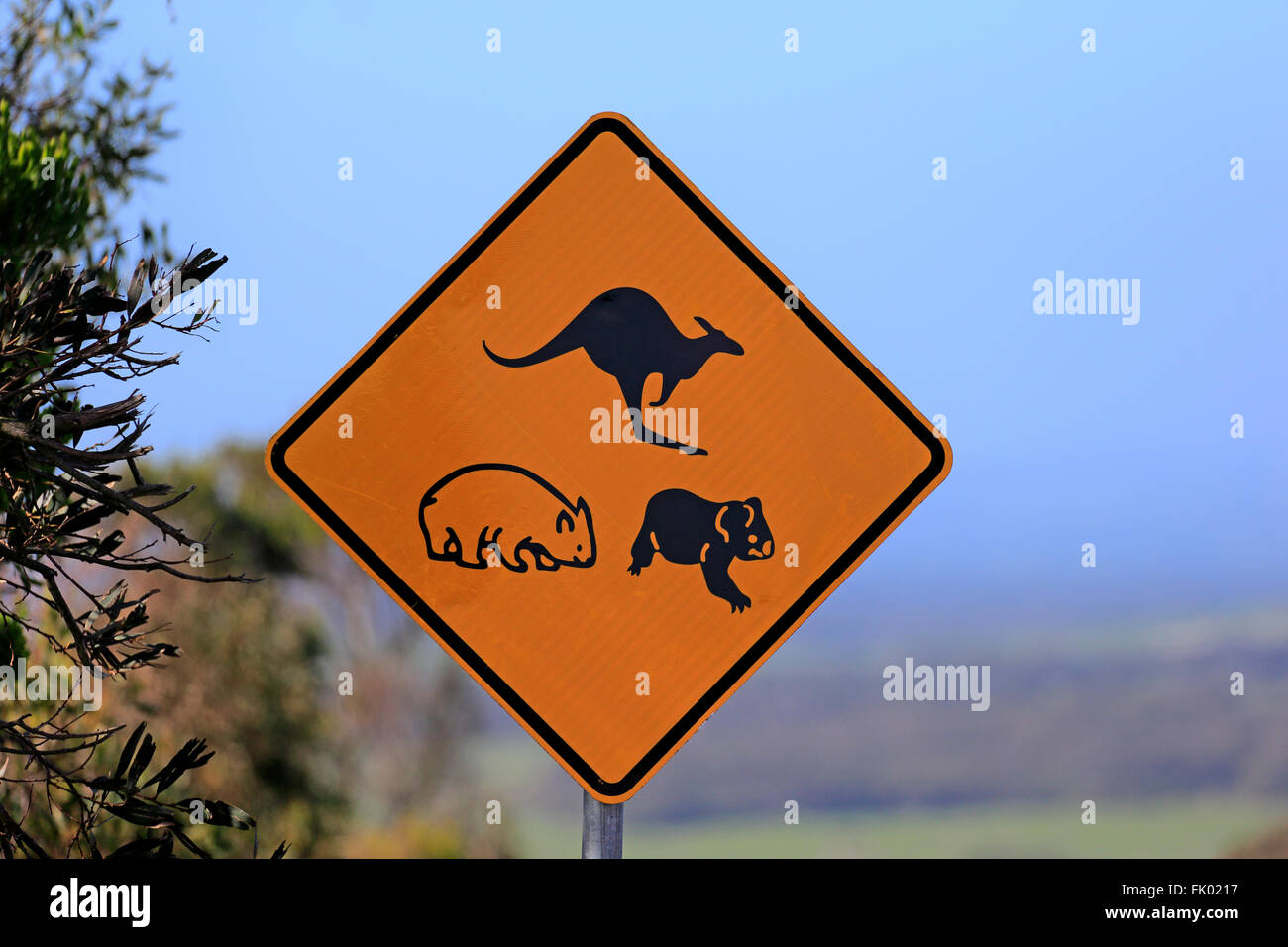 Traffic sign, Protection for Koala, Wombat, Kangaroo, Victoria, Australia Stock Photo