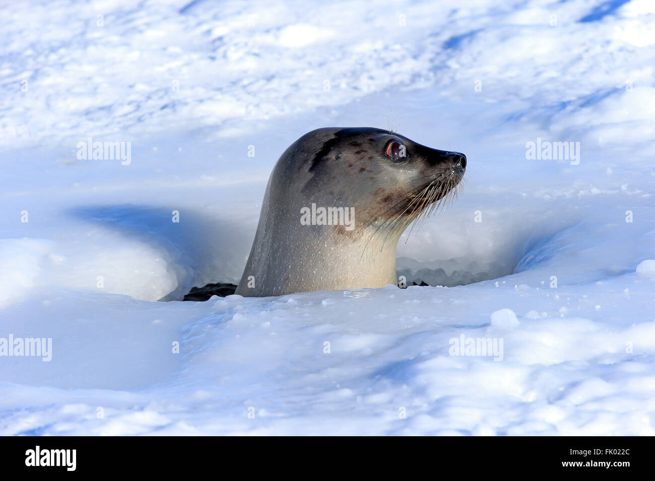 Seal breathing hole in ice hires stock photography and images Alamy
