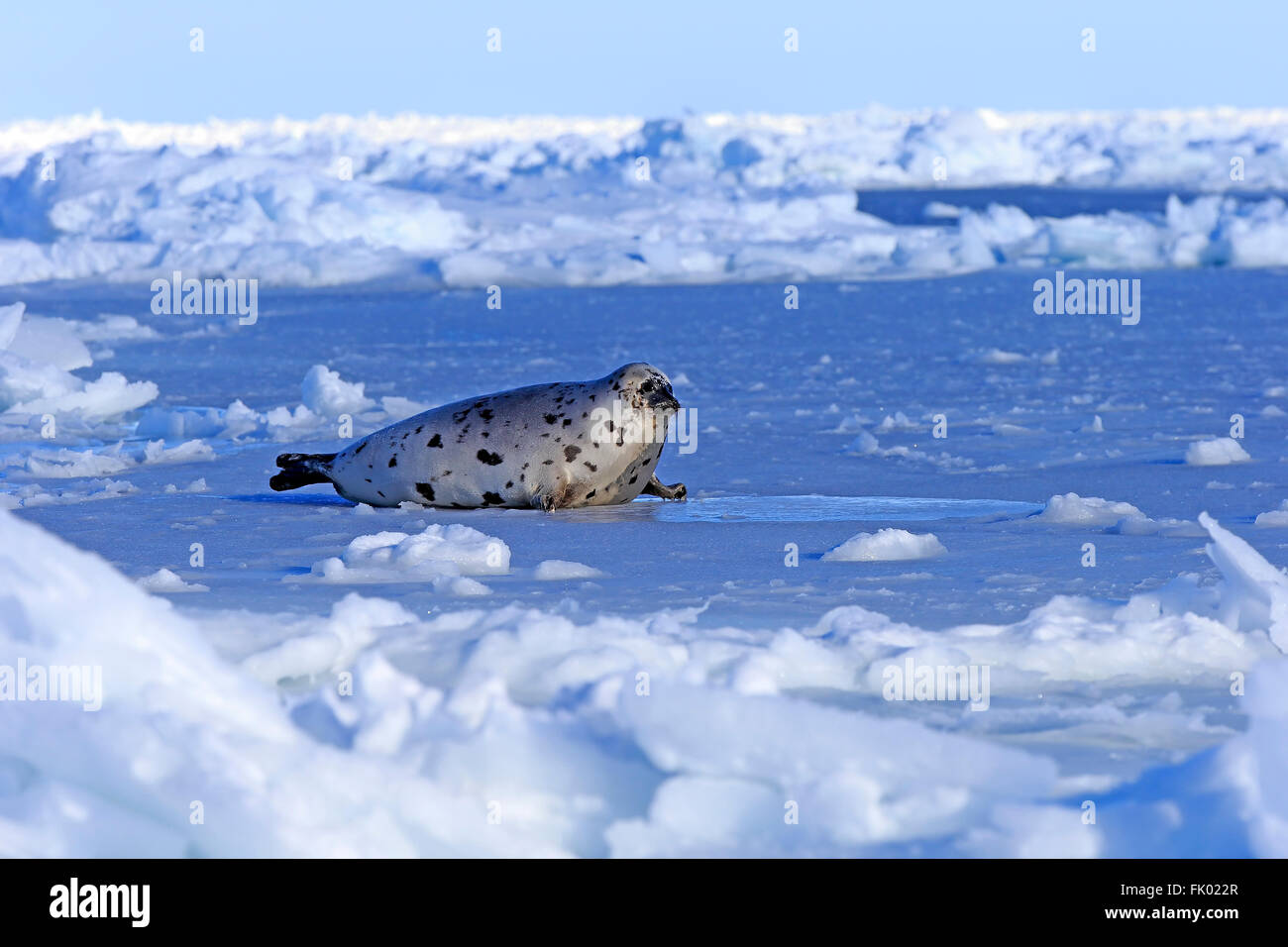Seal Gulf Of St Lawrence Hi res Stock Photography And Images Alamy seal-gulf-of-st-lawrence-hi-res-stock-photography-and-images-alamy