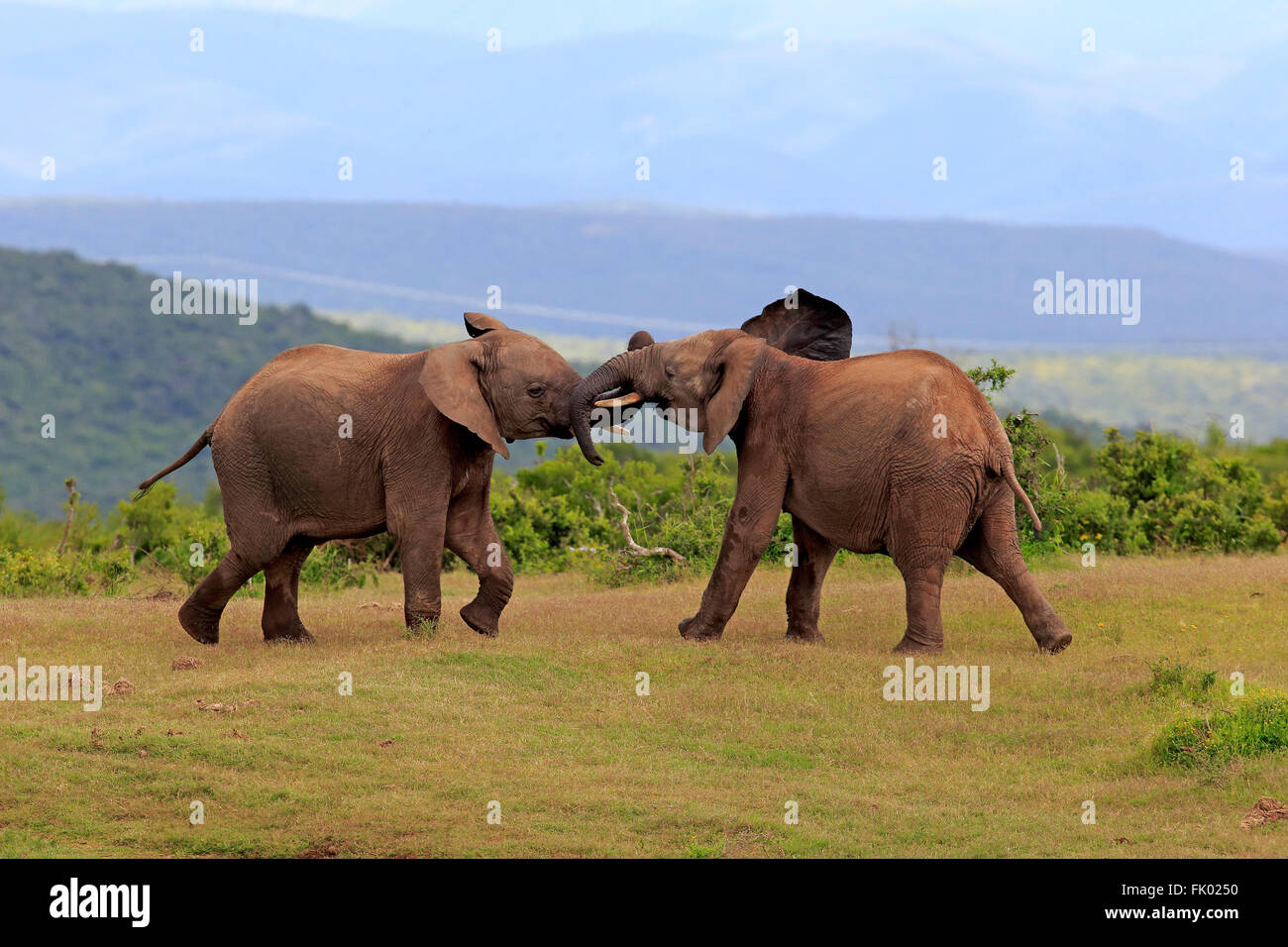 African Elephant, social behaviour, Addo Elephant Nationalpark, Eastern