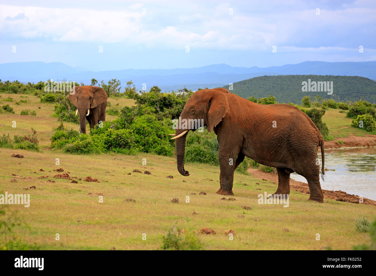 African Elephant, males, social behaviour, Addo Elephant Nationalpark