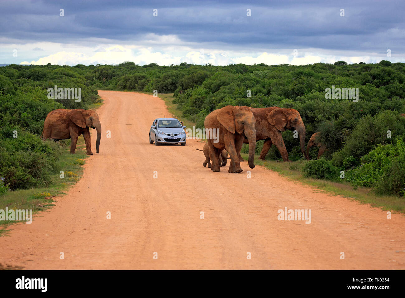 African Elephants crossing road in front of a car, Addo Elephant Nationalpark, Eastern Cape, South Africa, Africa / (Loxodonta africana) Stock Photo